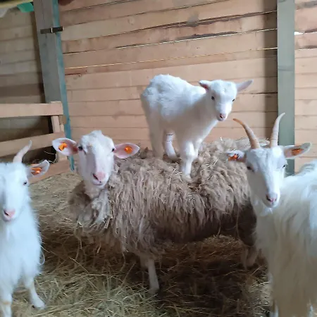 Dom Pod Matyska Дом отдыха *