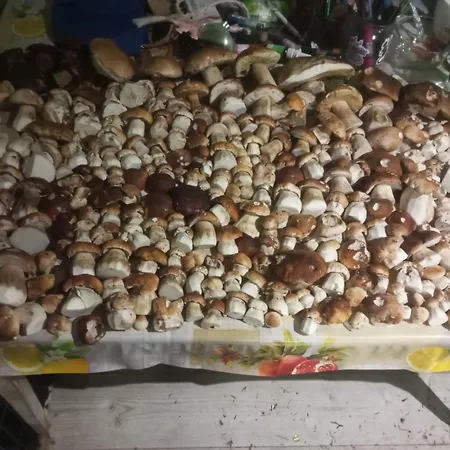 Dom Pod Matyska Tatil Evi