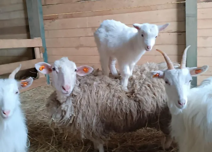 Dom Pod Matyska Holiday home *